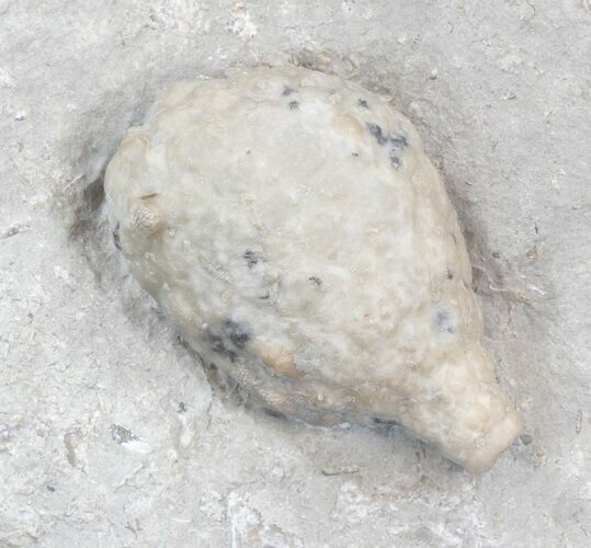 Cystoid (Holocystites) Fossil On Limestone - Indiana #44609
